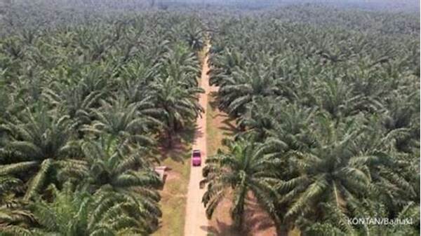 Sektor Perkebunan Kelapa Sawit Tertekan Isu Lingkungan Global