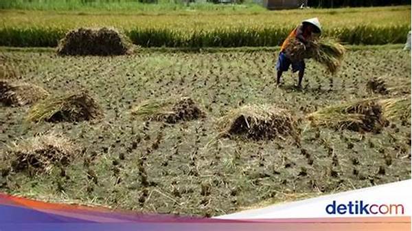 Sektor Pertanian Terancam Kekeringan, Pasokan Pangan Terganggu