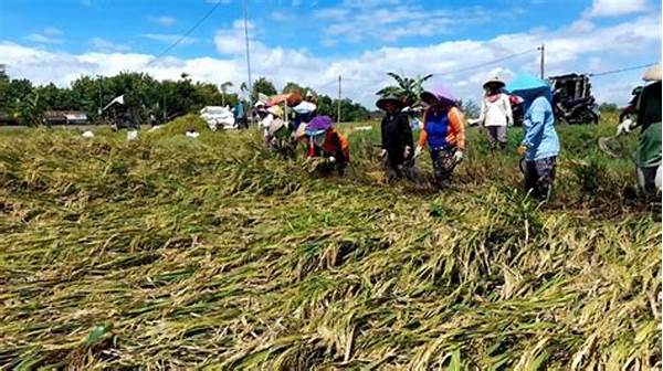 Subsidi Pupuk Dicabut: Petani Menjerit, Harga Panen Anjlok